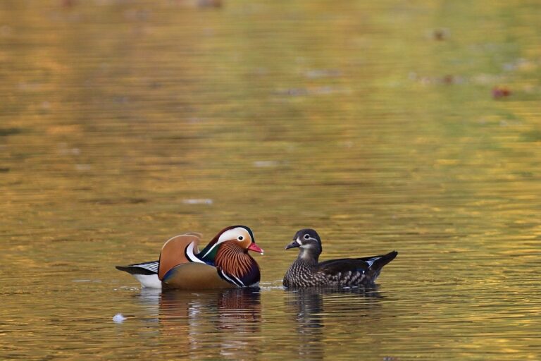 mandarin ducks, waterfowl, balz-7534657.jpg